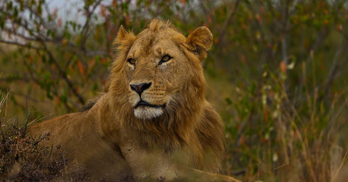  Kenya Wildlife Safari