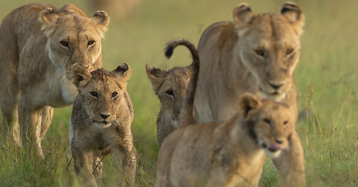  Masai Mara safari packages