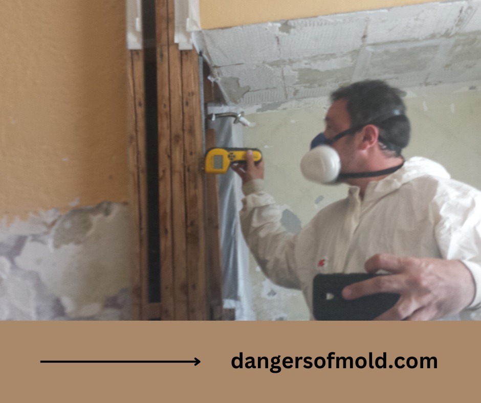  Home Mold Testing | Mold Testing Services | Dangers of Mold