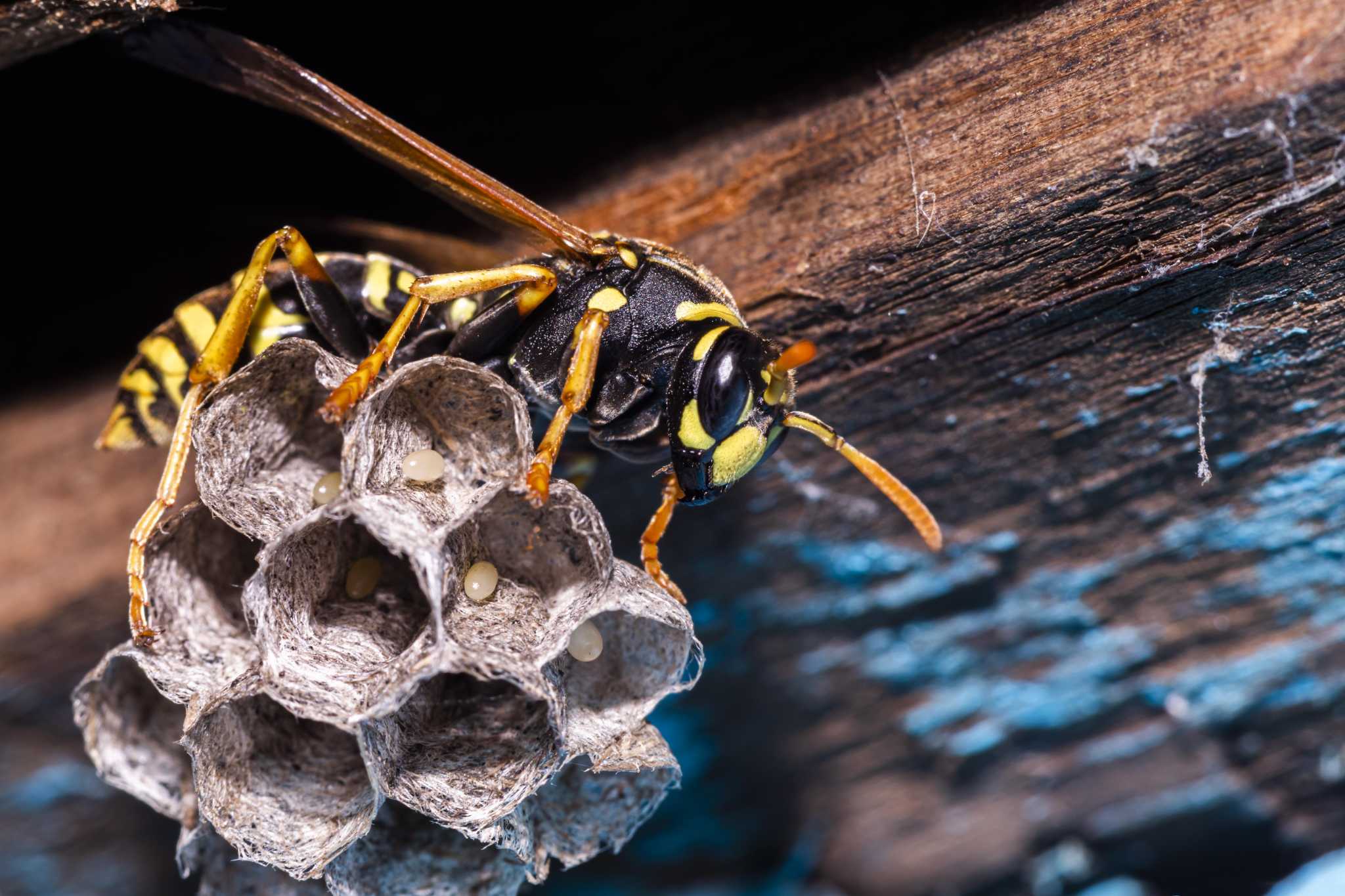  Bee Wasp Removal Melbourne