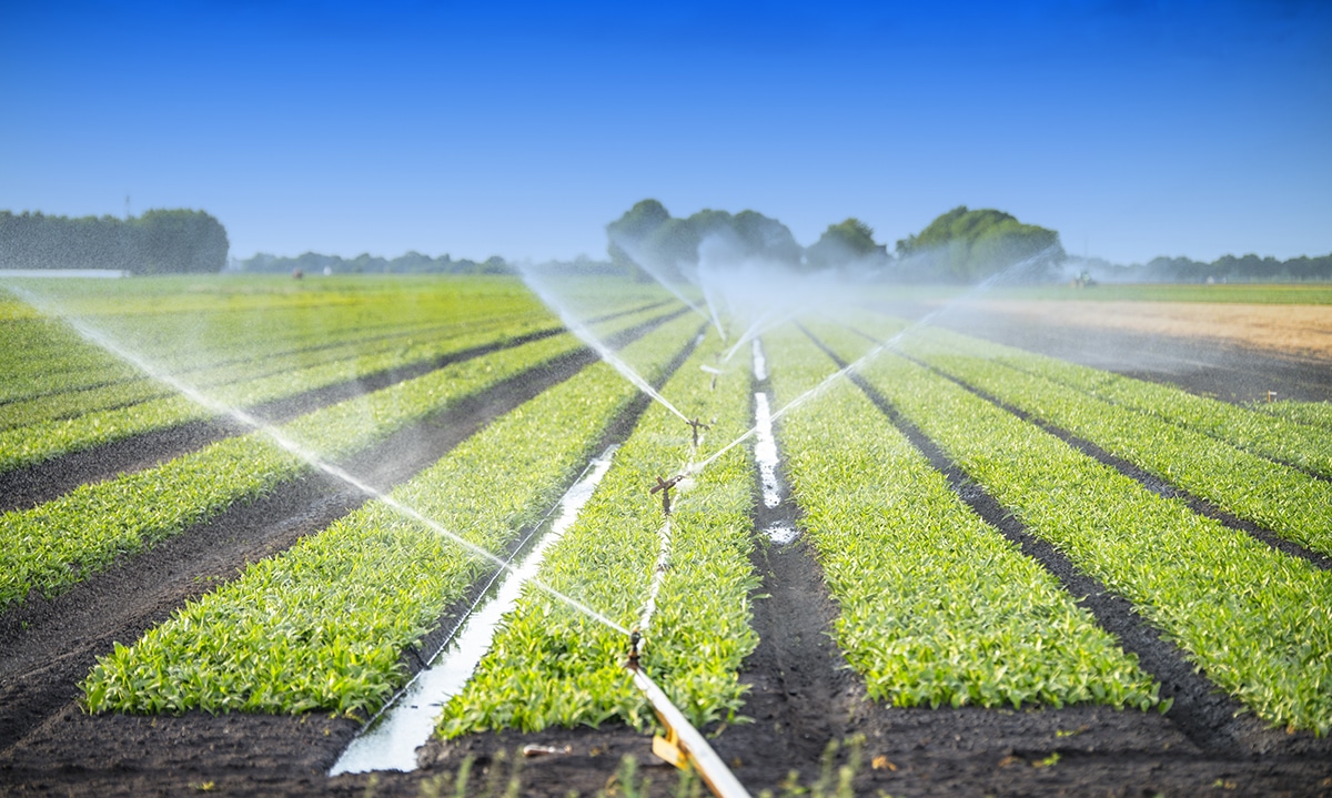  The Vital Role of International Irrigation Design