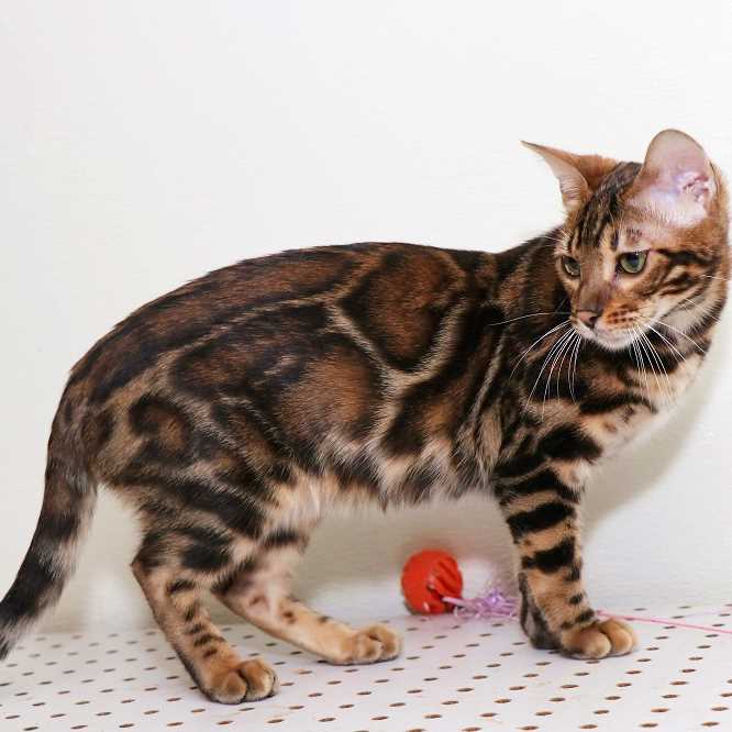  Bengal Kittens for Sale Near Minnesota: Cute Feline Friend Ready for Your Homes
