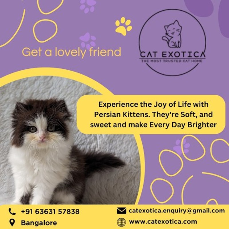  Persian Kittens for Sale in Bangalore | Cat Exotica