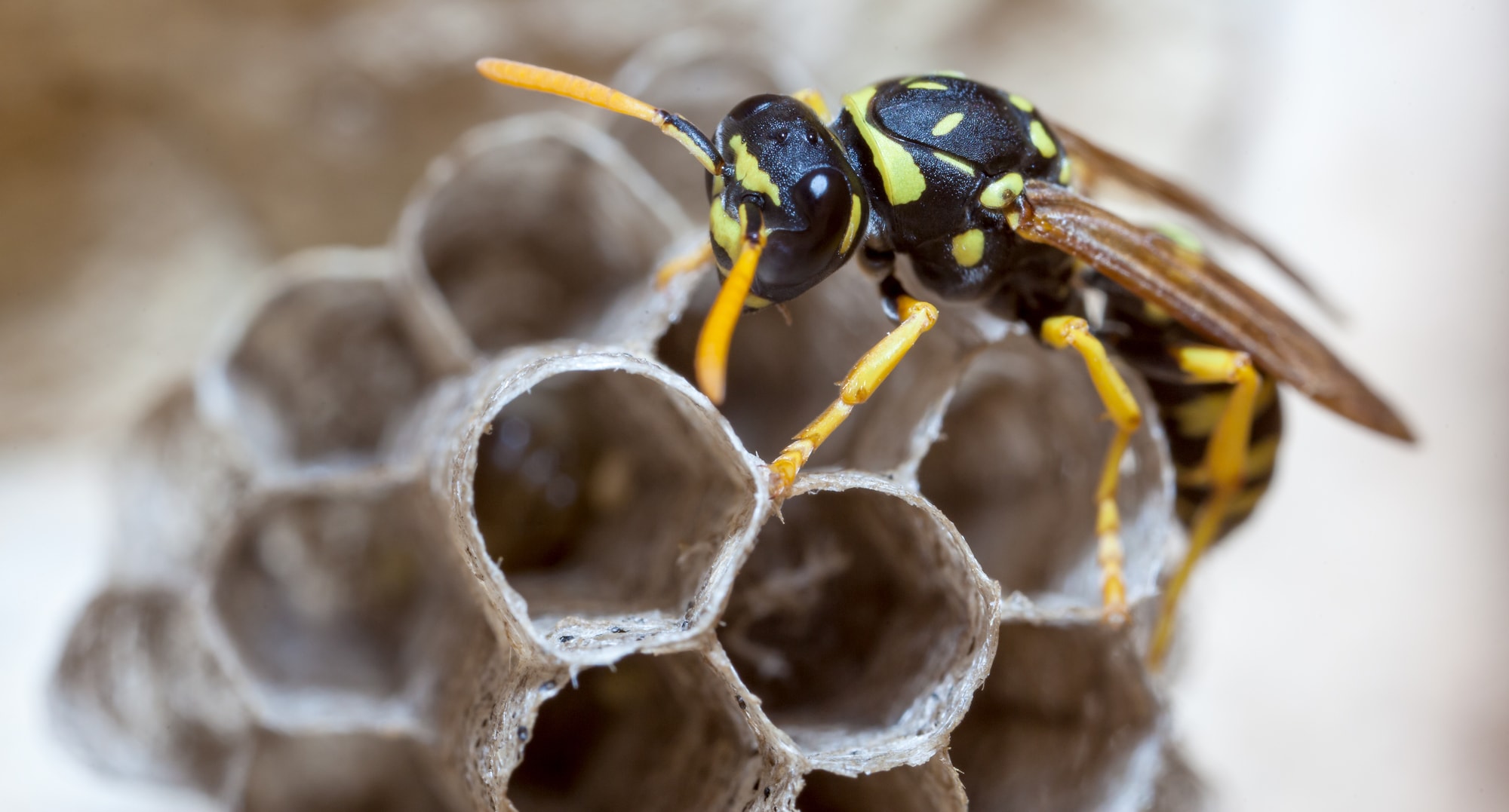  Bee Wasp Removal Brisbane