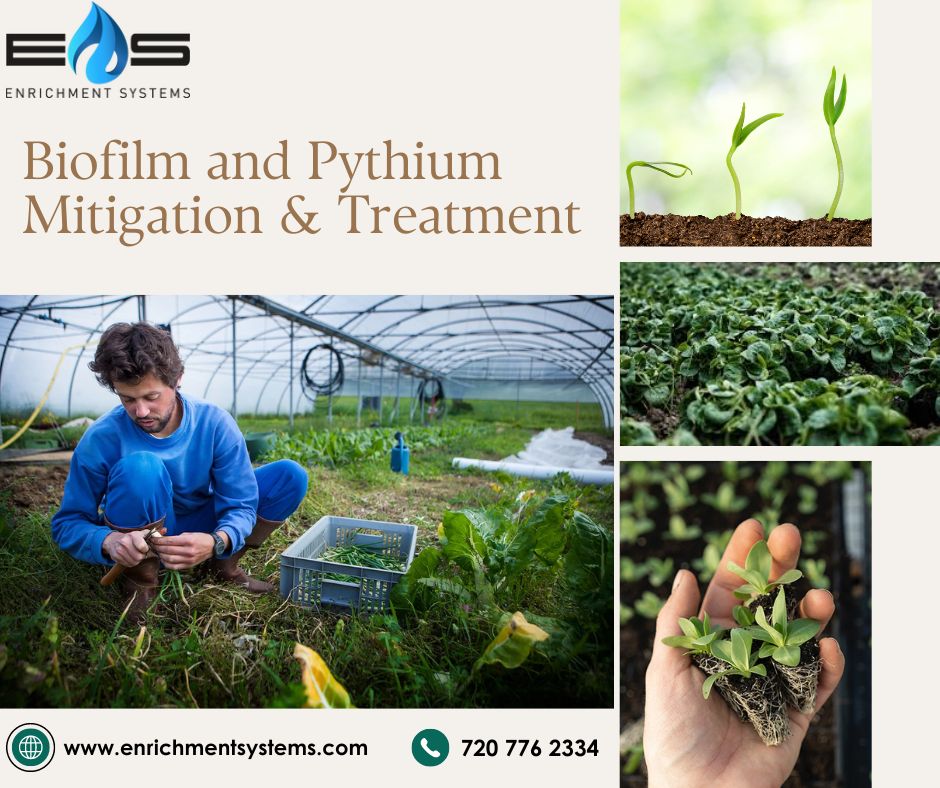  Searching For The Best Biofilm and Pythium Mitigation & Treatment