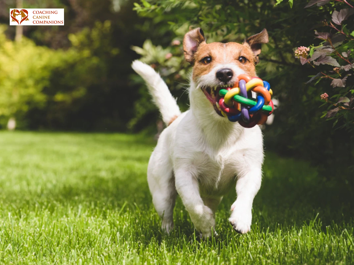  Elevate Your Canine's Skills: Dog Day Training Program