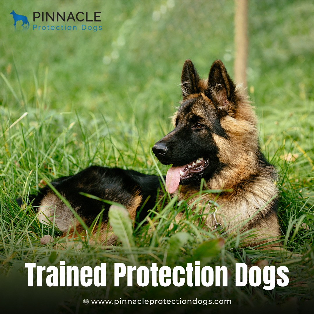  Fully Trained Guard Dogs for Sale | Pinnacle Protection Dogs