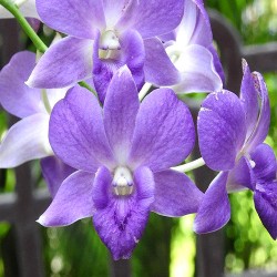  Online Orchid Plant purchase India