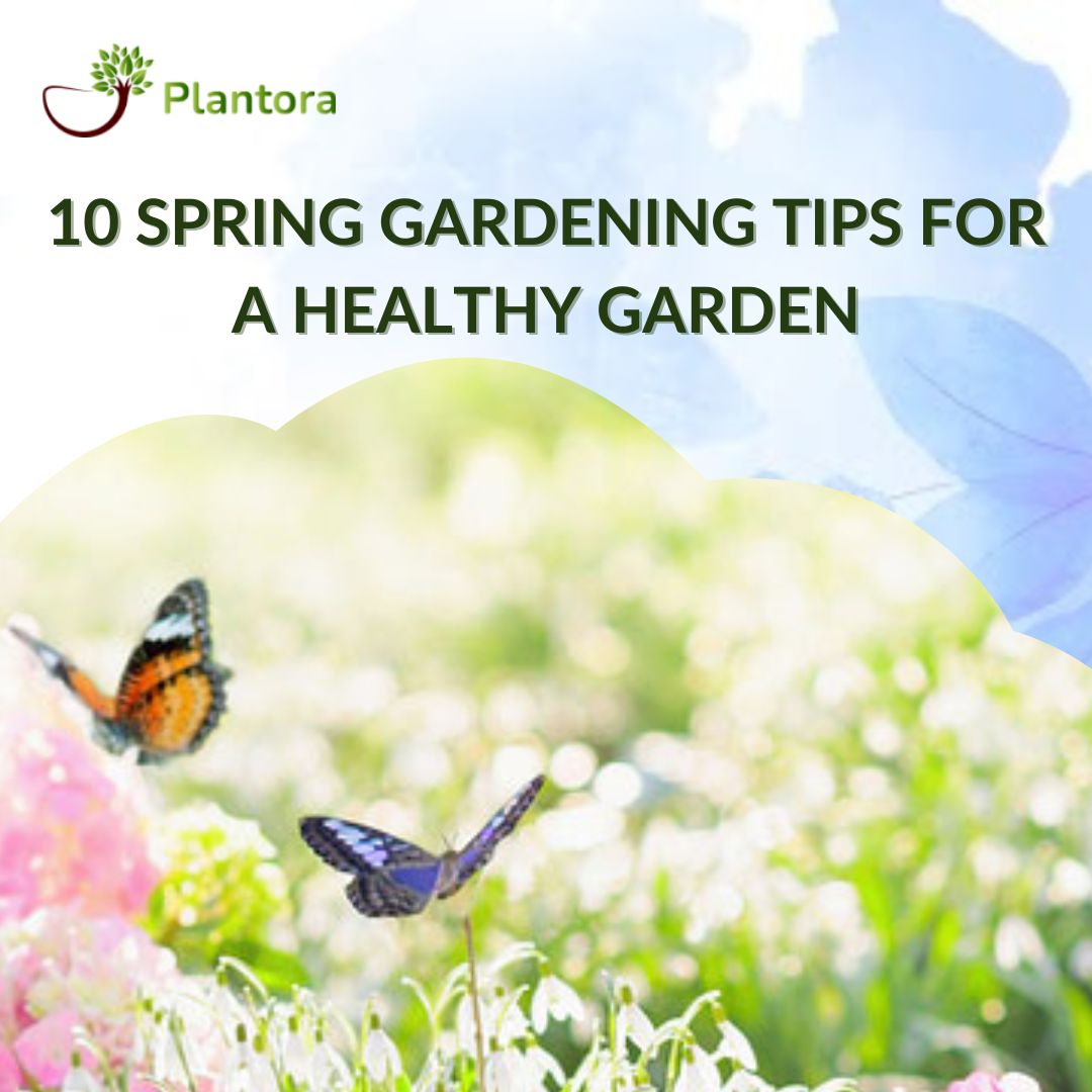  10 Spring Gardening Tips For A Healthy Garden